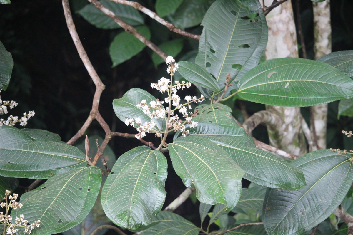 Miconia calvescens DC.